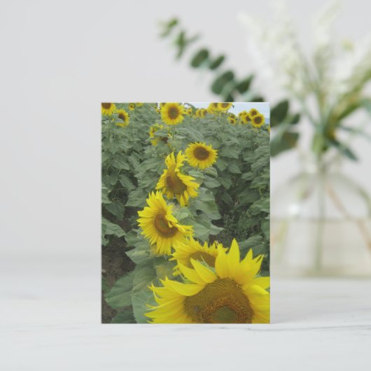ヒマワリ ポストカード (スタンド正面)