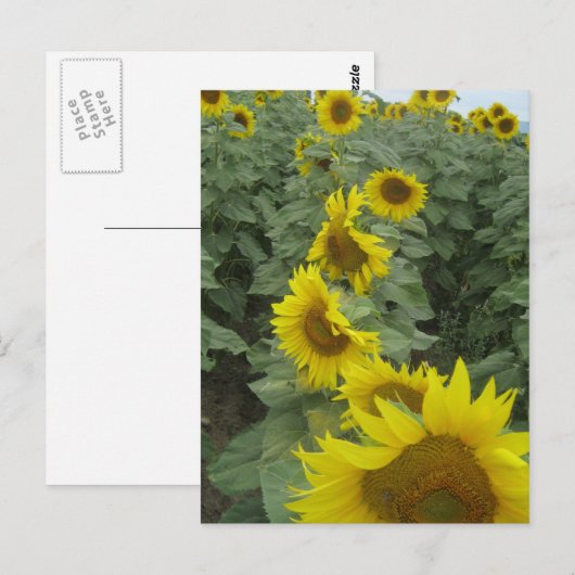 ヒマワリ ポストカード (正面/裏面)