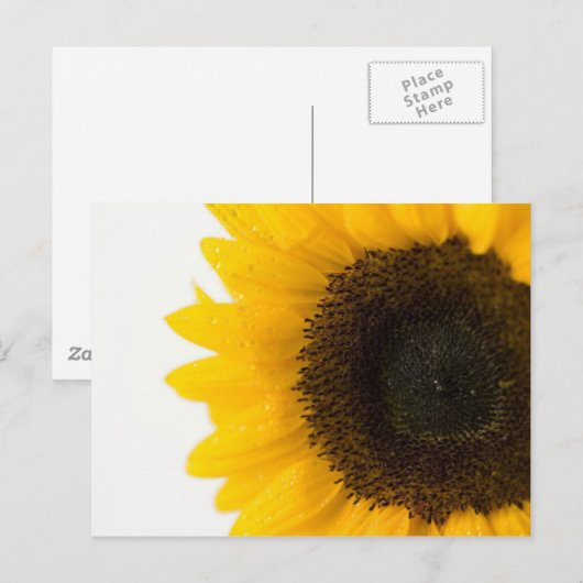 ヒマワリ ポストカード (正面/裏面)
