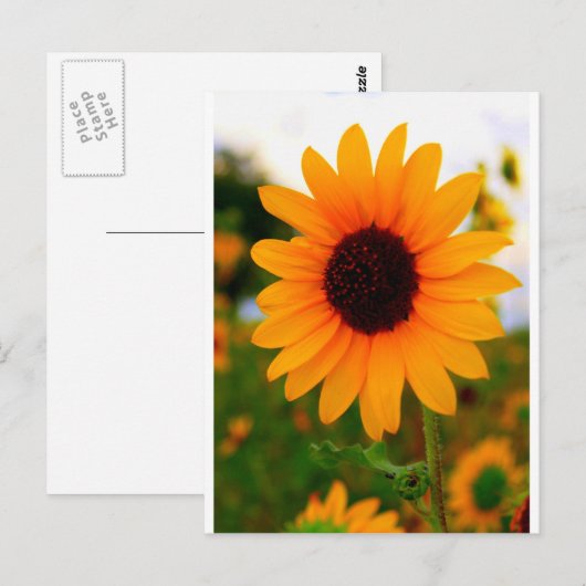 ヒマワリ ポストカード (正面/裏面)