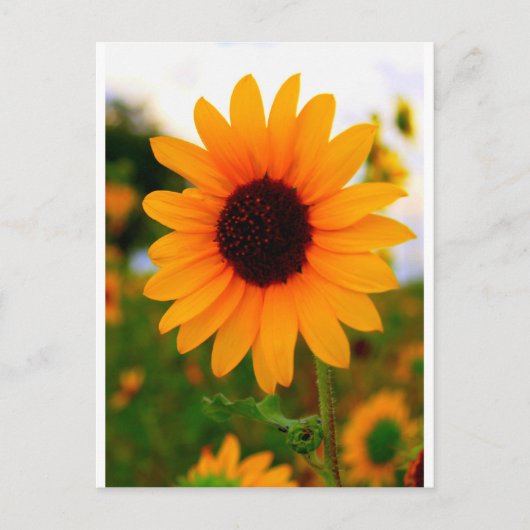 ヒマワリ ポストカード (正面)