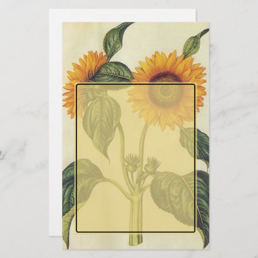 ヒマワリ 便箋 (正面/裏面)