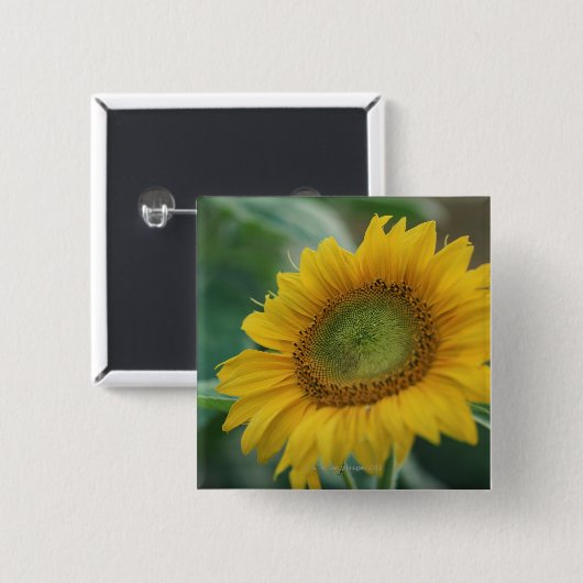 ヒマワリ 缶バッジ (正面&裏面)
