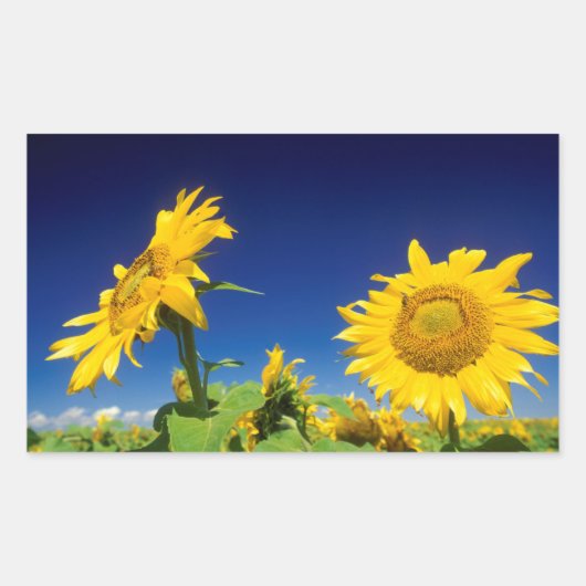 ヒマワリ（Helianthus Annuus）、セネカル近く 長方形シール (正面)