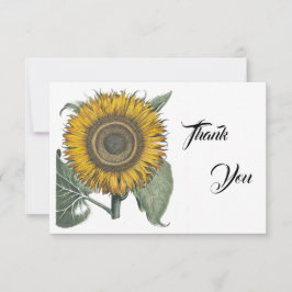 ヒマワリHortus Eystettensis, 1713 サンキューカード