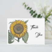 ヒマワリHortus Eystettensis, 1713 サンキューカード (スタンド正面)