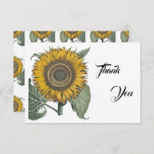 ヒマワリHortus Eystettensis, 1713 サンキューカード (正面/裏面)