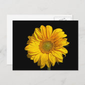 ヒマワリpccna ポストカード (正面/裏面)