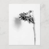 ヒマワリStill Life白黒 ポストカード (正面)