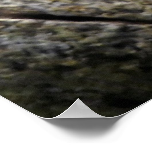 ヒメガエル ポスター (角)