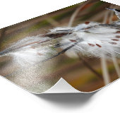 ヒメグサが種に入る フォトプリント            (角)