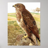 ヒメコンドル ポスター (正面)