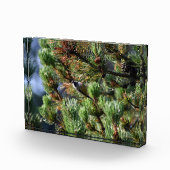 ヒメシズカ フォトブロック (右)