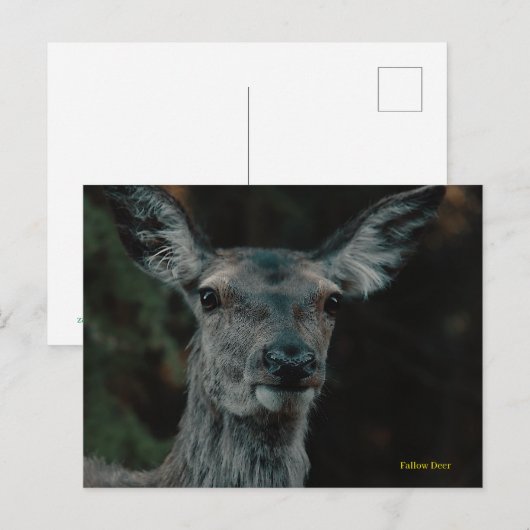 ヒメジカ ポストカード (正面/裏面)