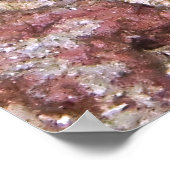 ヒメダイ ポスター (角)