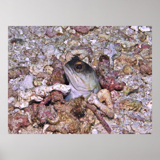 ヒメダイ ポスター (正面)