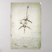 ヒメハギ ポスター (正面)