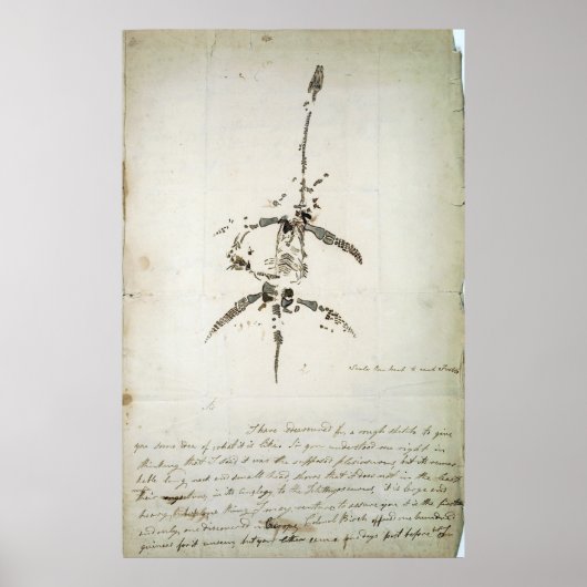 ヒメハギ ポスター (正面)