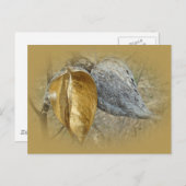 ヒメハシの莢 ポストカード (正面/裏面)