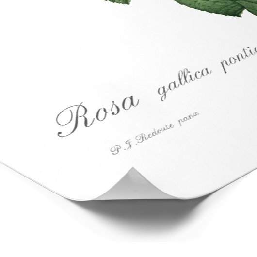 ヒメハジカ ポスター (角)