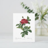 ヒメハジカ ポストカード (スタンド正面)