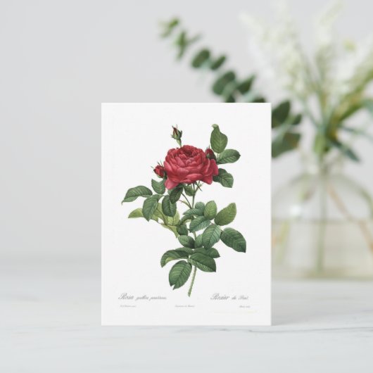 ヒメハジカ ポストカード (スタンド正面)