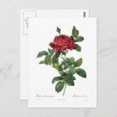 ヒメハジカ ポストカード (正面/裏面)