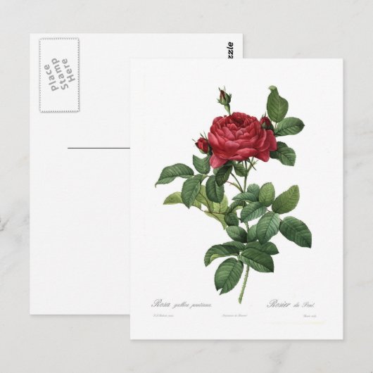 ヒメハジカ ポストカード (正面/裏面)