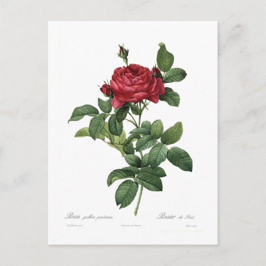 ヒメハジカ ポストカード (正面)