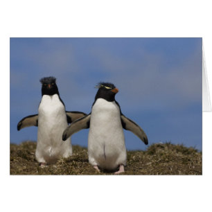 ヒメペンギン Eudyptes chrysocome