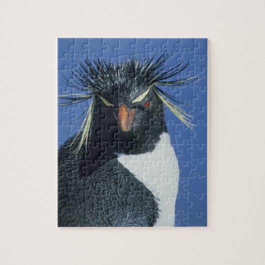 ヒメペンギン (Eudyptes chrysocome) ジグソーパズル (縦)