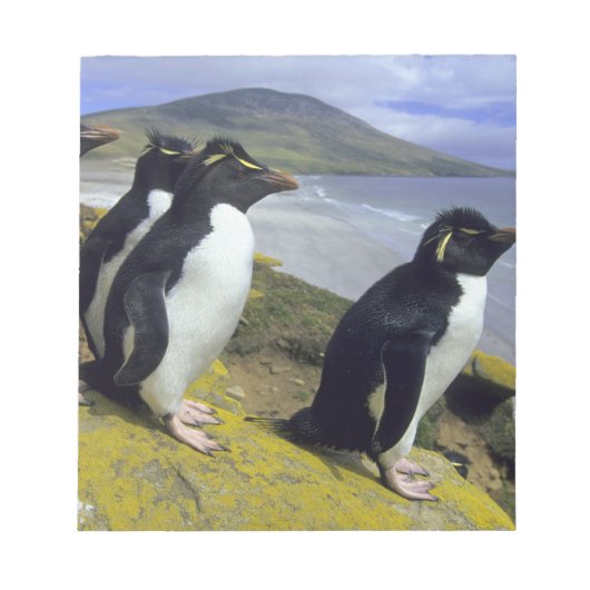 ヒメペンギン (Eudyptes chrysocome) ノートパッド (正面)