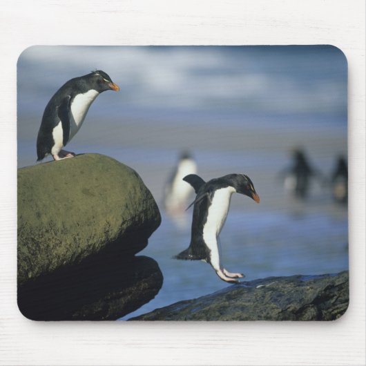 ヒメペンギン(Eudyptes chrysocome) マウスパッド (正面)