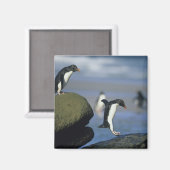 ヒメペンギン(Eudyptes chrysocome) マグネット (正面/裏面)