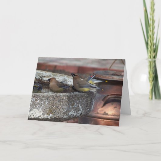 ヒメレンジャクおよびBirdbath カード (正面)