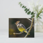 ヒメレンジャクのさえずり 元の野鳥の写真 ポストカード (スタンド正面)