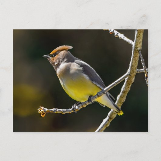 ヒメレンジャクのさえずり 元の野鳥の写真 ポストカード (正面)