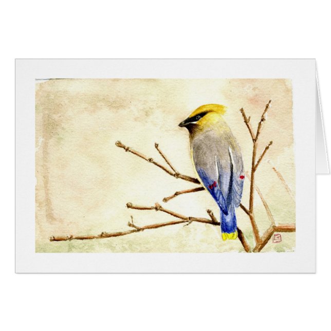 ヒメレンジャク (正面横)