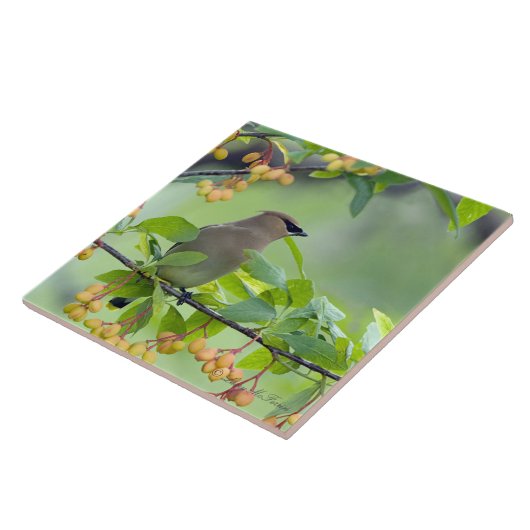 ヒメレンジャク タイル (側面)