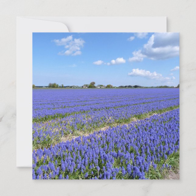 ヒヤシンスの分野 (正面)