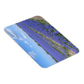 ヒヤシンスの分野 マグネット (右側)