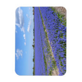 ヒヤシンスの分野 マグネット (縦)