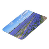 ヒヤシンスの分野 マグネット (左側)