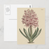 ヒヤシンスの植物画 ポストカード (正面/裏面)