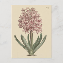ヒヤシンスの植物画 ポストカード