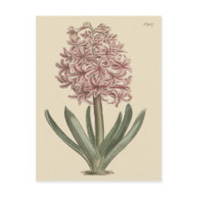 ヒヤシンスの植物画