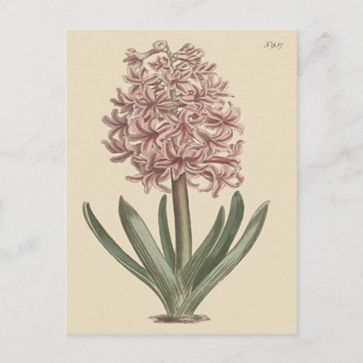 ヒヤシンスの植物画 ポストカード (正面)