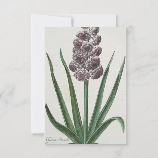 ヒヤシンスの花(Johann Michael Selligmann) カード (正面)