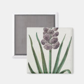 ヒヤシンスの花(Johann Michael Selligmann) マグネット (正面/裏面)