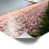 ヒヤシンスの虹とオランダの風車 フォトプリント            (角)